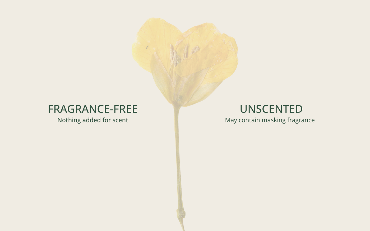 A pale pressed flower behind the words Fragrance-free and Unscented