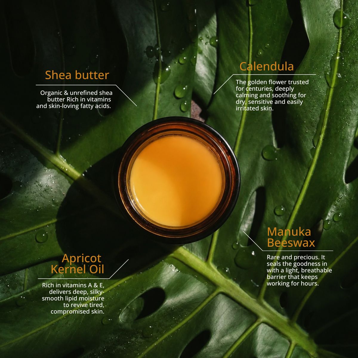 The Universal Balm in an open amber jar on monstera leaves, labelled with its four key ingredients: shea butter, calendula, apricot kernel oil and Manuka beeswax