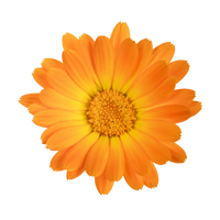 Calendula